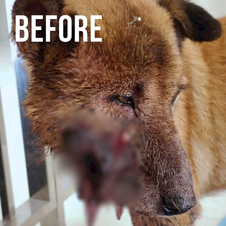 จากบาดแผลสู่ชีวิตใหม่ของ "วาเลนไทน์"