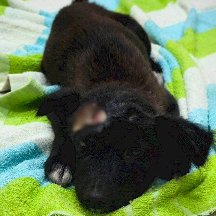 “เขี้ยวกุด“ หมาน้อย...