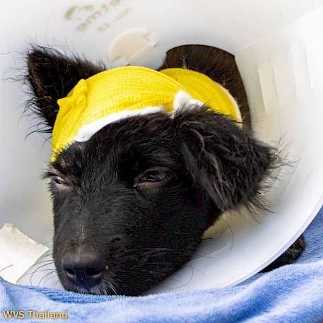 “Khiow Kud” a Little Dog with a Big Heart