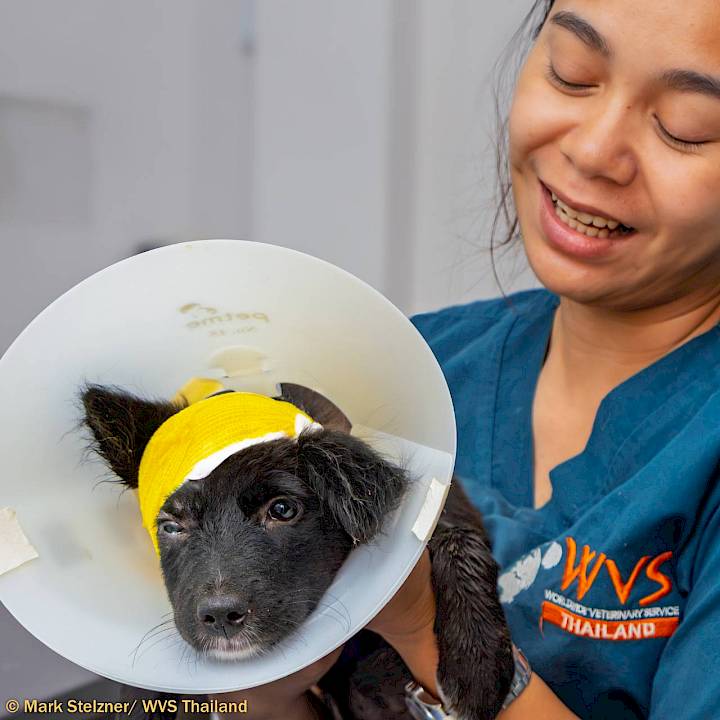 “เขี้ยวกุด“ หมาน้อย...