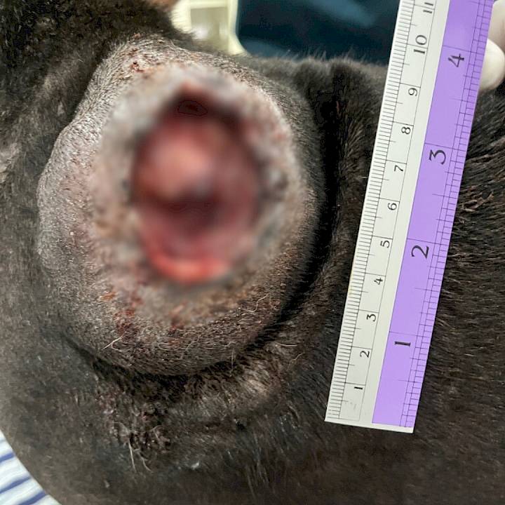 No matter the pain, “Igor" never gave up!