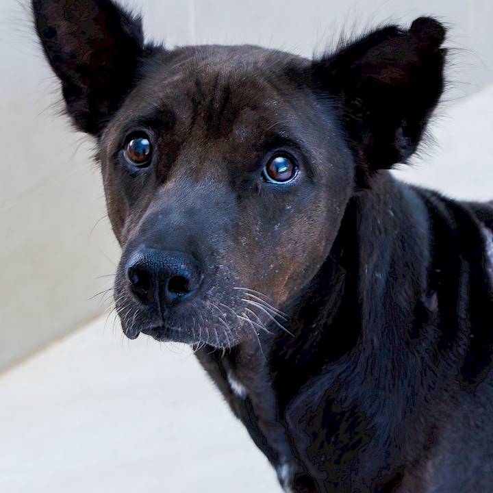 No matter the pain, “Igor" never gave up!