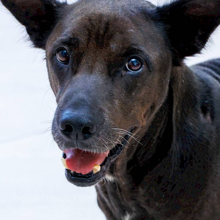 No matter the pain, “Igor" never gave up!