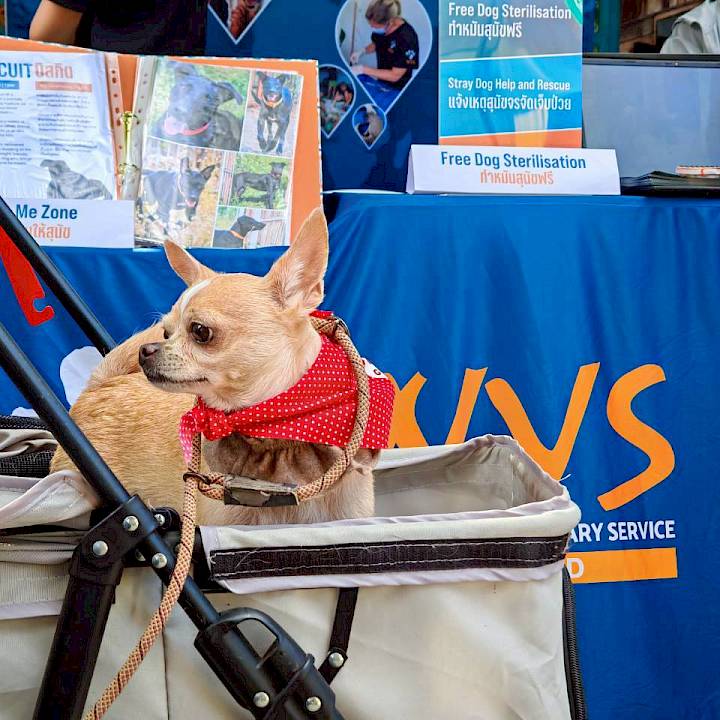 Furry Friends Fun Day