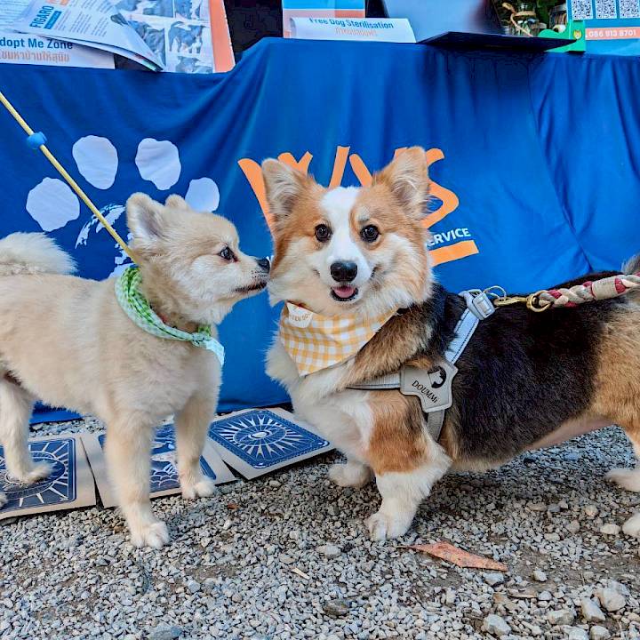 Furry Friends Fun Day