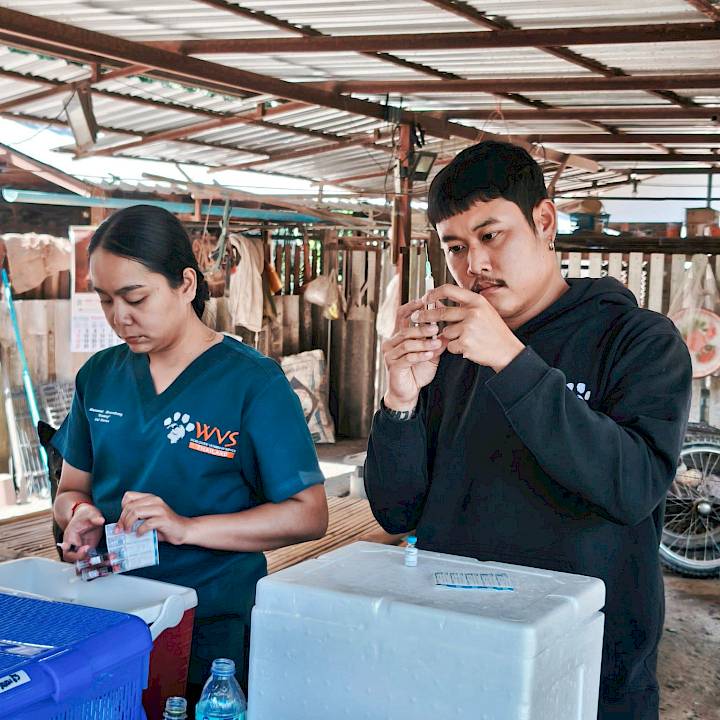 สวัสดีปีใหม่ 2569! หมาวัดสุขใจ ปลอดภัยจากพิษสุนัขบ้า