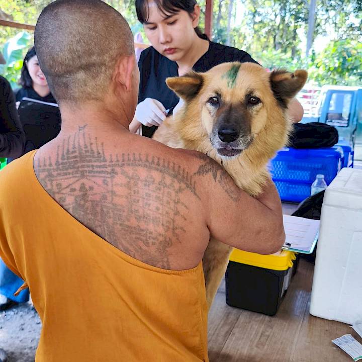 สวัสดีปีใหม่ 2569! หมาวัดสุขใจ ปลอดภัยจากพิษสุนัขบ้า