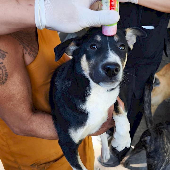 สวัสดีปีใหม่ 2569! หมาวัดสุขใจ ปลอดภัยจากพิษสุนัขบ้า