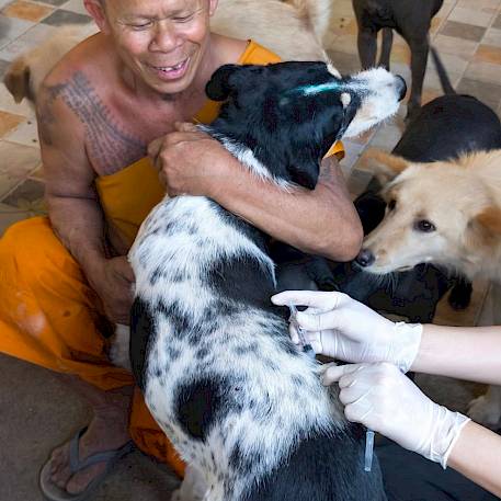 สวัสดีปีใหม่ 2569! หมาวัดสุขใจ ปลอดภัยจากพิษสุนัขบ้า