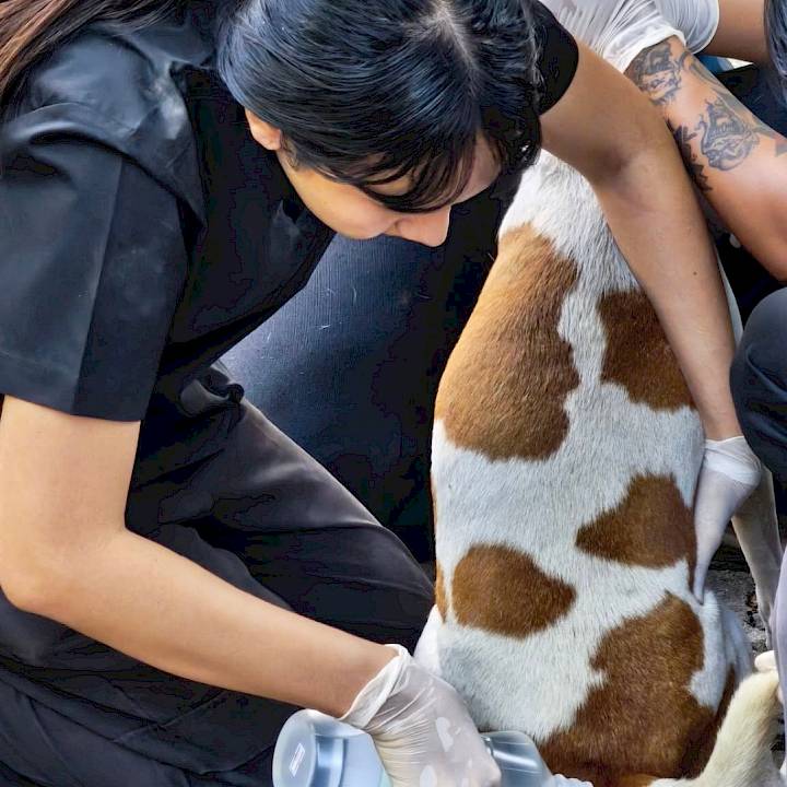 สวัสดีปีใหม่ 2569! หมาวัดสุขใจ ปลอดภัยจากพิษสุนัขบ้า