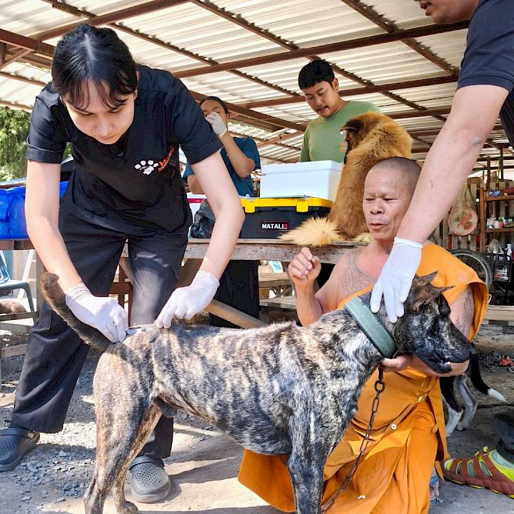 สวัสดีปีใหม่ 2569! หมาวัดสุขใจ ปลอดภัยจากพิษสุนัขบ้า