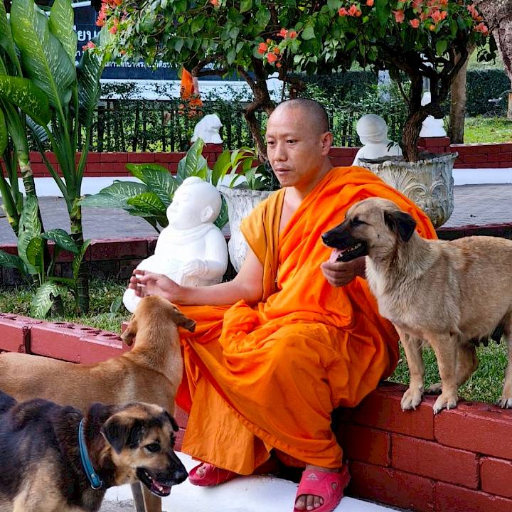 สวัสดีปีใหม่ 2569! หมาวัดสุขใจ ปลอดภัยจากพิษสุนัขบ้า