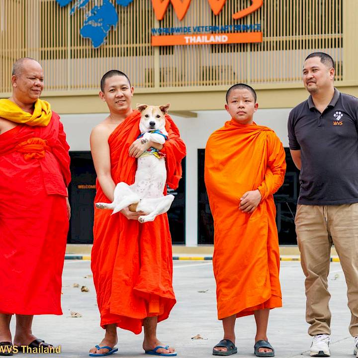 Moving Forward on Three Little Paws!