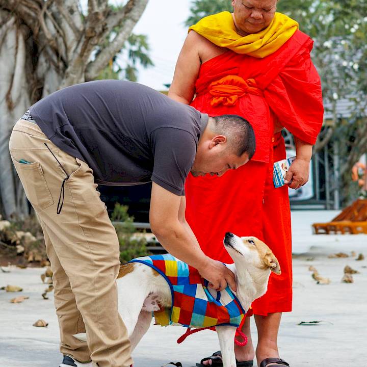 Moving Forward on Three Little Paws!