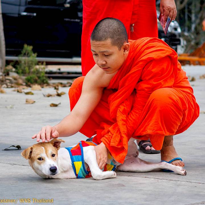 Moving Forward on Three Little Paws!