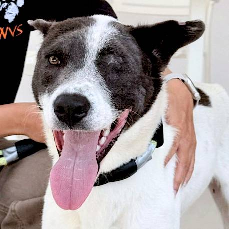 From Pain to the Sparkle in Josh’s Eye!