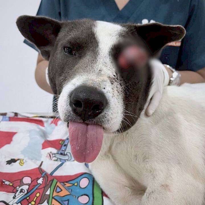 From Pain to the Sparkle in Josh’s Eye!