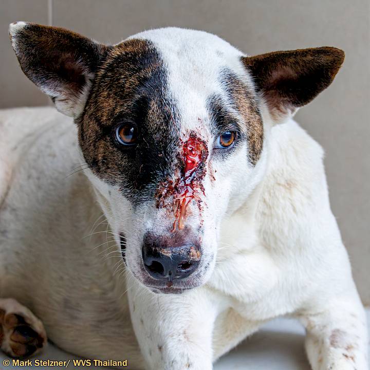 All Animals Deserve Great Vet Care!