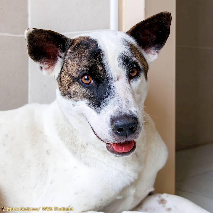 All Animals Deserve Great Vet Care!