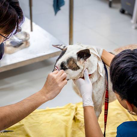 All Animals Deserve Great Vet Care!