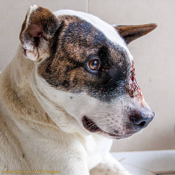 All Animals Deserve Great Vet Care!