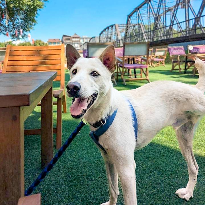 Sam: From Life At A Landfill To The Open Road!