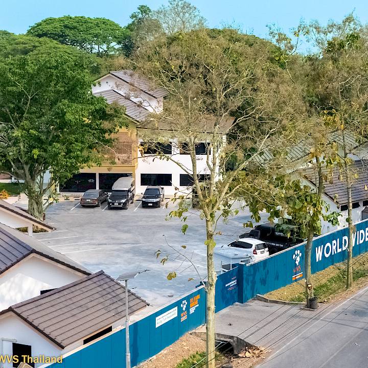 A Milestone For Animal Welfare: 40,000 Sterilizations at WVS Thailand!