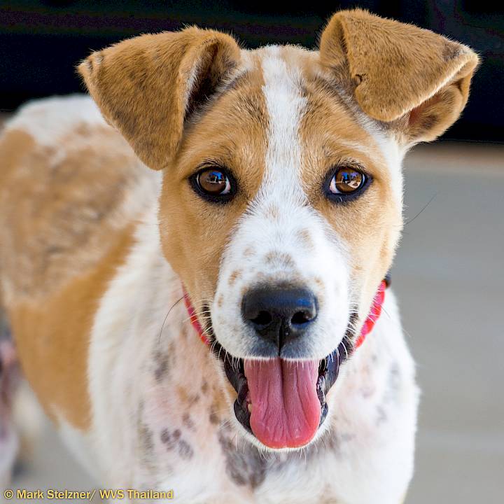 A Milestone For Animal Welfare: 40,000 Sterilizations at WVS Thailand!