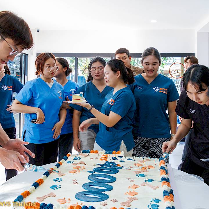 A Milestone For Animal Welfare: 40,000 Sterilizations at WVS Thailand!
