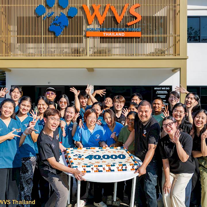 A Milestone For Animal Welfare: 40,000 Sterilizations at WVS Thailand!