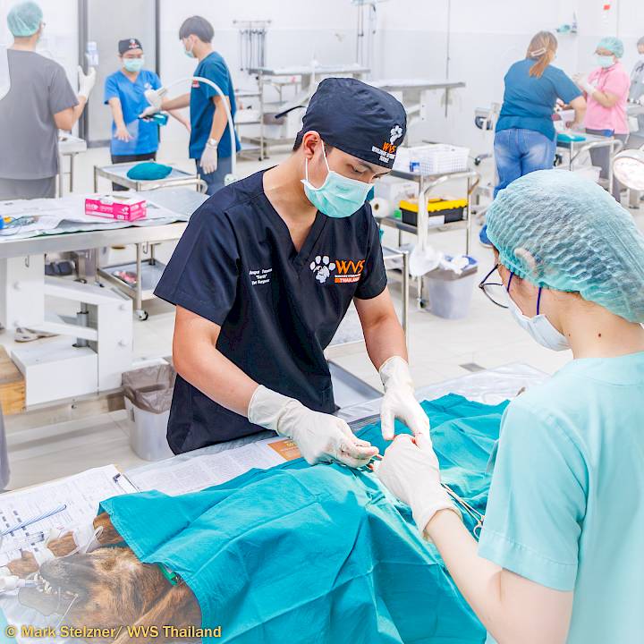 A Milestone For Animal Welfare: 40,000 Sterilizations at WVS Thailand!