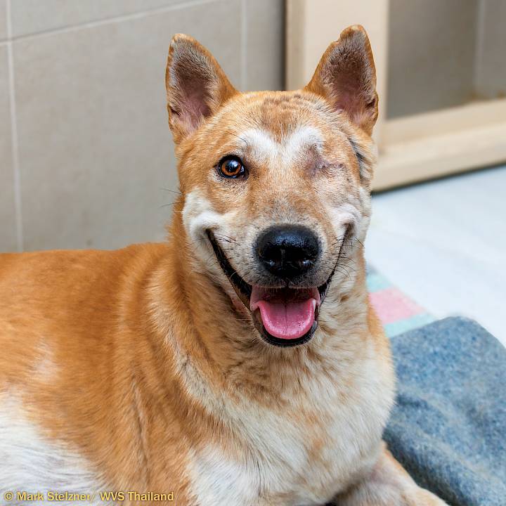 การฟื้นตัวที่ยอดเยี่ยมของ "ไฉไล"!