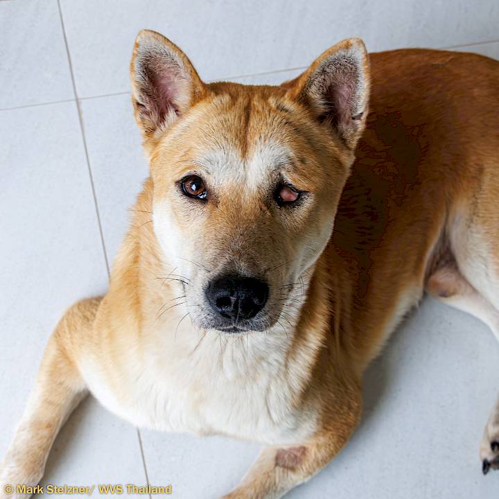 การฟื้นตัวที่ยอดเยี่ยมของ "ไฉไล"!