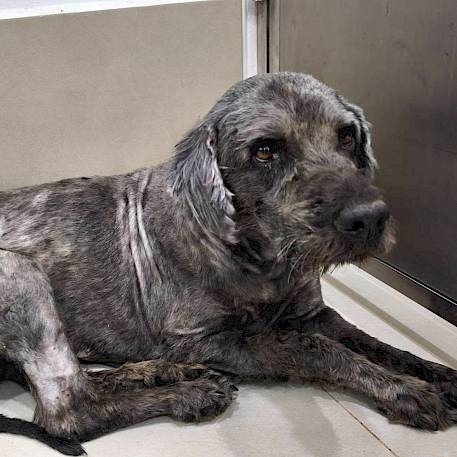 ชีวิตข้างถนนของ ‘เฉาก๊วย’ ที่ยังคงรอคอยความรักจากใครสักคน