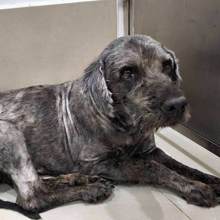 ชีวิตข้างถนนของ ‘เฉาก๊วย’ ที่ยังคงรอคอยความรักจากใครสักคน