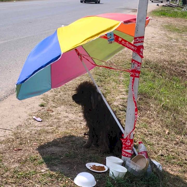 ชีวิตข้างถนนของ ‘เฉาก๊วย’ ที่ยังคงรอคอยความรักจากใครสักคน