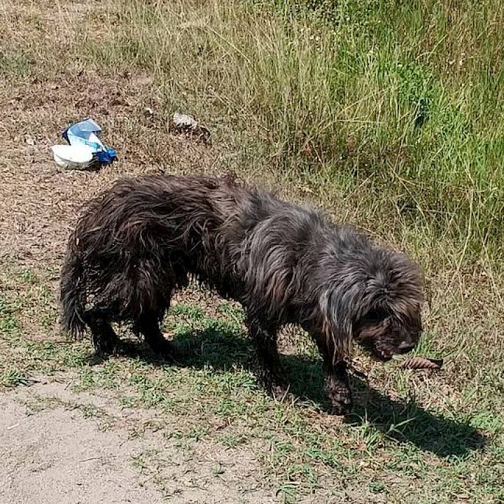 ชีวิตข้างถนนของ ‘เฉาก๊วย’ ที่ยังคงรอคอยความรักจากใครสักคน