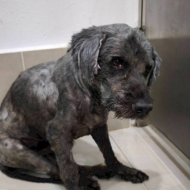 ชีวิตข้างถนนของ ‘เฉาก๊วย’ ที่ยังคงรอคอยความรักจากใครสักคน