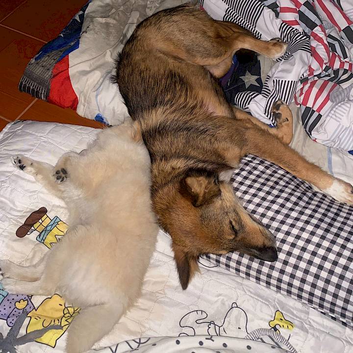 From suffering in the streets to a home with love and treats!