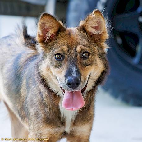 From suffering in the streets to a home with love and treats!