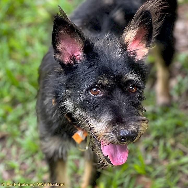 Daphne