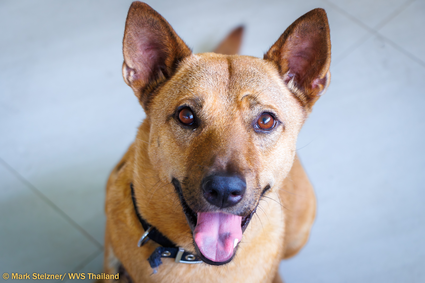 WVS placeholder image