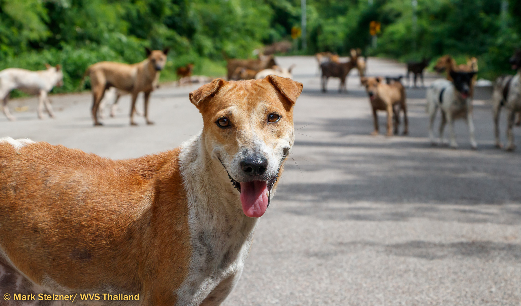 WVS Thailand Objectives