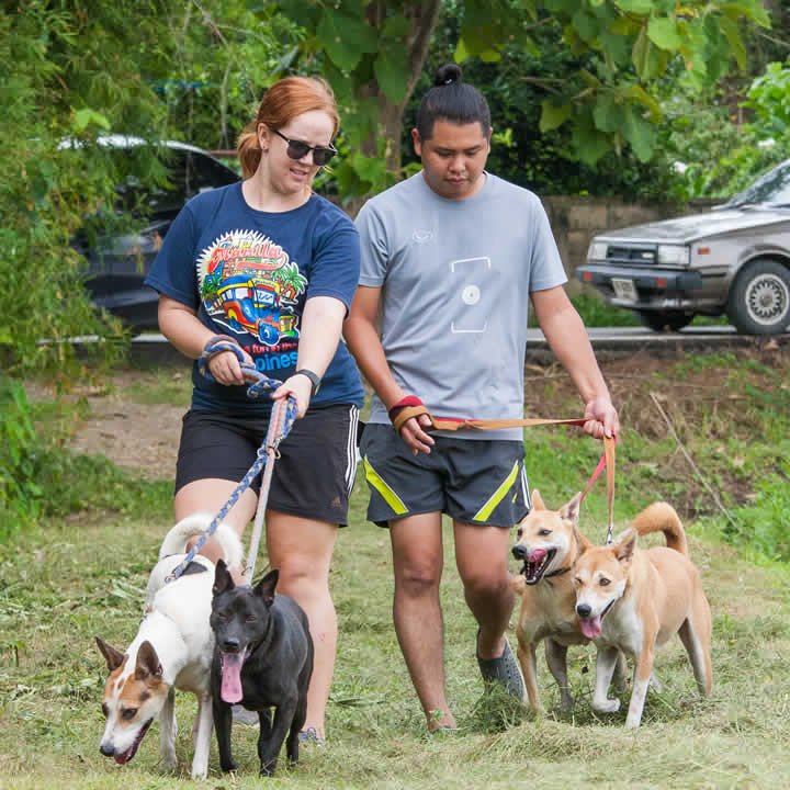 Volunteers walking dogs at WVS Thailand